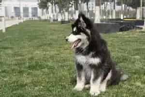 训练从小做起 怎样让阿拉斯加犬不护食(阿拉斯加犬)