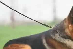 护理大全之护理德国牧羊犬谨记三个要点(德国牧羊犬)