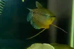 猪鼻龟一天喂几次(猪鼻龟基本2天喂一次)