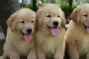 金毛犬很贪吃可以给它喝酸奶吗 求解答(金毛)