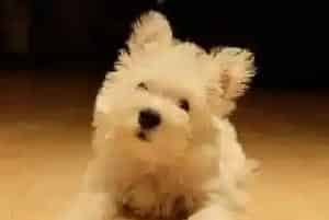 慎重喂养 让西高地犬可以健康成长(西高地)