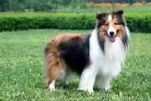 喜乐蒂犬能吃婴儿米粉吗 求指教(喜乐蒂)
