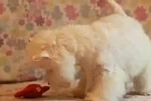 寒冷冬季应该怎样给西高地犬保暖(西高地)