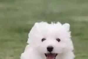 12个月以内的西高地幼犬应该如何科学运动(西高地)
