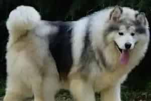 因吃过多而造成阿拉斯加雪橇犬呕吐怎么办(阿拉斯加犬)