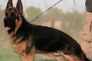 如何正确纠正德国牧羊犬扑人的习惯(德国牧羊犬)