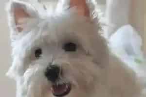 面对西高地与生俱来的恶习要如何纠正(西高地)