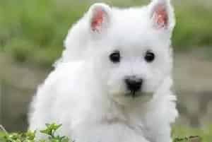 怎样让西高地犬学会握手与跳跃(西高地)