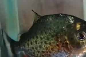 食人鲳饲养(切记不能与其它观赏鱼共养)