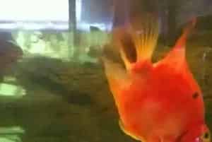 鹦鹉鱼翻鳃的原因(一定要加强过滤)