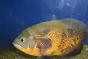 地图鱼水族箱饲养(需要每2-3天换1次水)