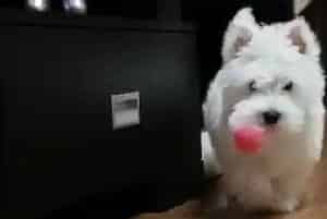 秋冬两季饲养西高地的指南(西高地)