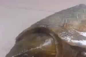 鹰嘴龟的生活习性(鹰嘴龟食性和捕食行为)