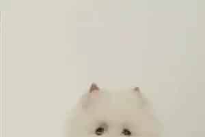 求帮忙判断我家西高地得的是细小还是犬瘟(西高地)