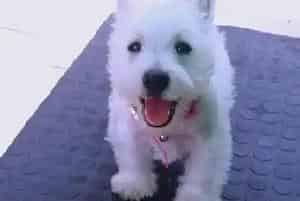 西高地犬成长中必不可少的微量元素(西高地)