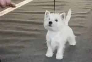 哪些蔬菜是西高地犬不能够食用的(西高地)