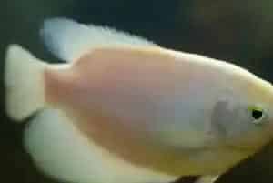 招财鱼适合和什么鱼一起养(混养要点分享)