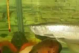 世界最大银龙鱼(世界最大银龙鱼有多少斤)