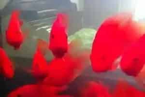 财神鱼可以混养吗(鹦鹉鱼是不错的选择)