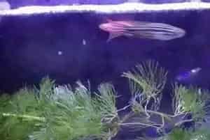 斑马鱼生殖(斑马鱼在4-6个月便成长成熟)