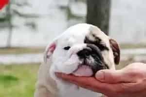 警惕食物中毒会要了斗牛犬的小命(英国斗牛犬)
