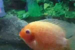菠萝鱼的饲养(最适宜的生长水温22～30℃)
