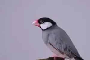 灰文鸟吃什么(灰文鸟是典型的素食主义者)