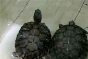 乌龟如何喂食(水温20度以上就会进食了)