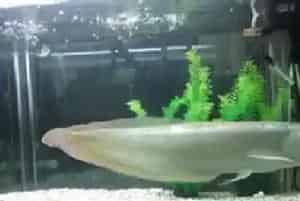 银龙鱼是不是风水鱼(银龙鱼的风水作用)