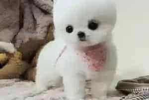 博美犬可以吃生的食物吗 可以吃家禽吗(博美犬)