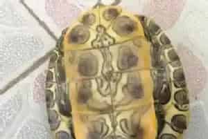 乌龟怎样睡觉(乌龟睡觉都有20分钟的浅眠期)