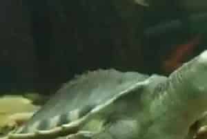 猪鼻龟可以干养吗(通常情况下应正常深水饲养)