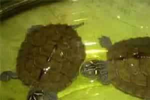 一只乌龟能下蛋吗(让乌龟下蛋的小技巧)
