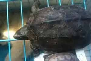 乌龟是什么生肖(养龟的风水学问是什么)