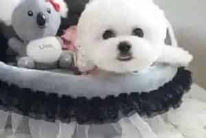比熊犬可以吃果冻骨头等食物吗 吃了会有危险吗(比熊犬)