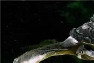 冬季怎么养乌龟(乌龟冬眠前注意事项)