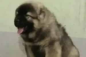 高加索犬得肠炎吃什么食物适合(高加索犬)