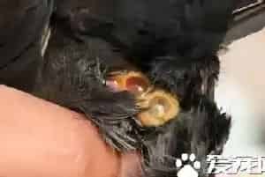 鸟怎么交配(对于绝大部分的鸟类是快枪手)