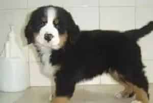 才断奶的伯恩山犬吃什么食物有助于成长(伯恩山犬)