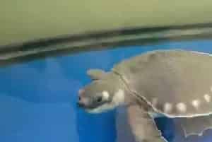 罗汉鱼和猪鼻龟混养(罗汉生性霸道不适合混养)