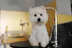 导致西高地犬体重直线上升的三个原因(西高地)