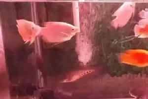 鹦鹉鱼和招财鱼混养(其混养注意事项)