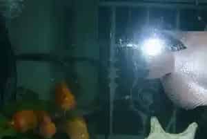 红眼招财鱼怎么养(饲养的五个注意事项)