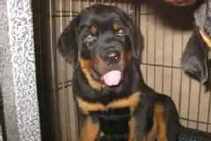 吃什么食物可以让罗威纳犬长得壮(罗威纳犬)
