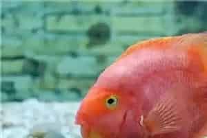 鹦鹉鱼是热带鱼吗(鹦鹉鱼就是热带鱼的一种)