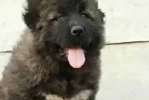 高加索犬吃什么食物才能让它胖点(高加索犬)