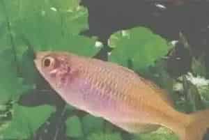 爱琴鱼的饲养(爱琴鱼最适宜温度为24～28℃)