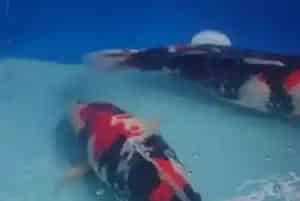 锦鲤鱼养几条好(根据鱼缸的实际情况来判断)
