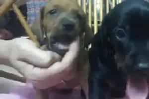生活中有哪些美味的食物可以与腊肠犬共享(腊肠犬)