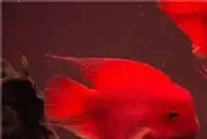 鹦鹉鱼如何起头(环境刺激也是鹦鹉鱼起头关键)
